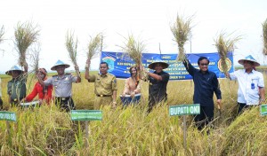 Panen Raya Padi Lebak---Bupati OKI, Iskandar, SE bersama Dirut Tanaman Pangan Kementan Dr. Ir. Haryono, M. Si  melakukan Panen Raya di lahan rawa lebak Desa Tapus Kecamatan Pampangan OKI