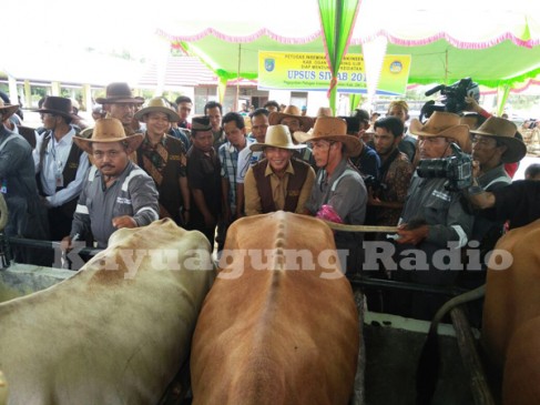 Tekan Impor Daging, Bupati OKI Galakkan "Gertak Birahi"