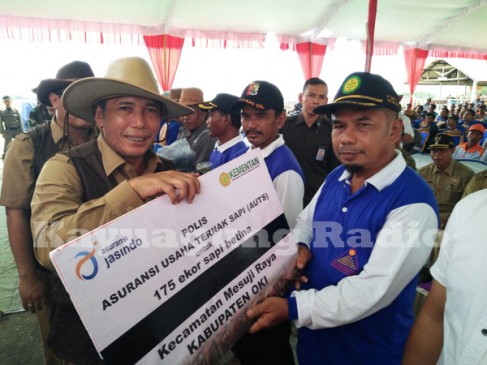 Tekan Impor Daging, Bupati OKI Galakkan "Gertak Birahi"