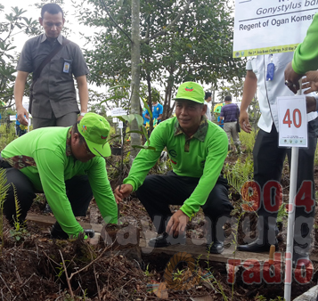Bupati OKI H. Iskandar SE Tanam Plasma Di Lahan Kebakaran (Restorasi).